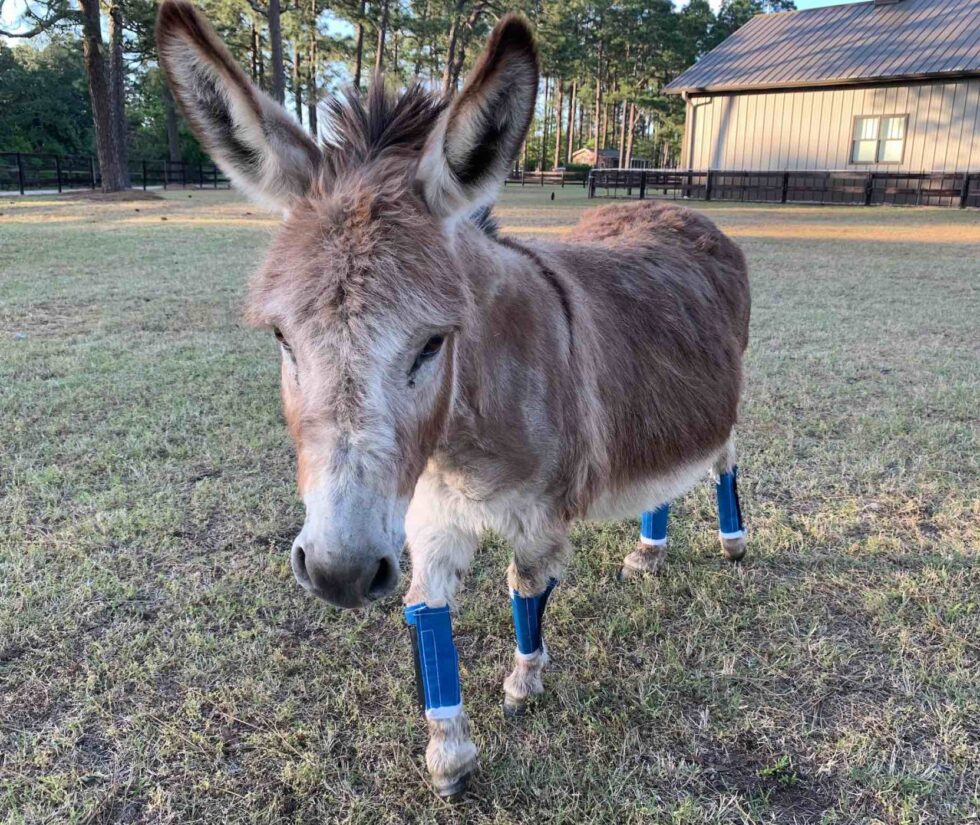 The BEST horse fly boots, horse leggins Shoofly Leggins!